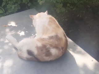 Волшебный кот