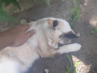 Кот Тима