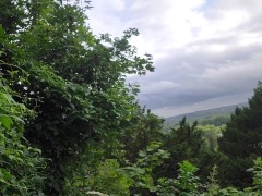 Nice view piss in the park