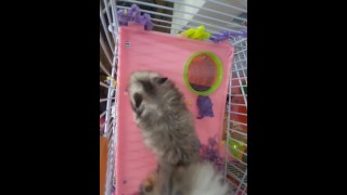 Mes hamsters nains veulent s’amuser aussi🤭