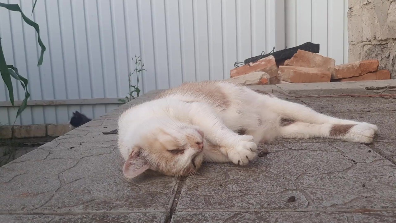 Cute Cat Malvina - Pornhub.com