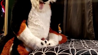 Horny dog humps his own paws until he