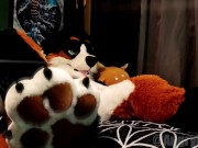 Horny Pup Humps his own Paws - Pornhub Gay