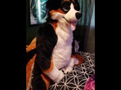 Murrsuiter cumming in slow motion from humping his paws - Screenshot 10 of 16 - Paws