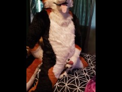 Murrsuiter cumming in slow motion from humping his paws