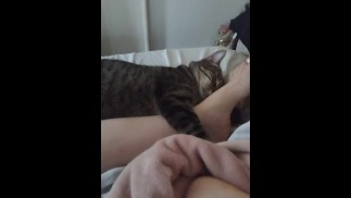 Киска Кошка Обнимается С Сексуальными Ногами и Ступнями