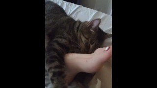 Cute Kitten abrazos con pies bonitos