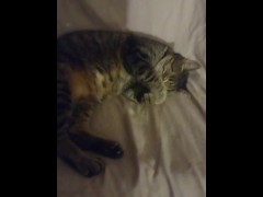 Kitten Looks So Fucking Cute