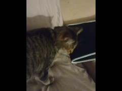 Kitten is so cute and adorable