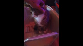 Kitten hace caja para jugar