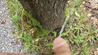 pissing on a tree