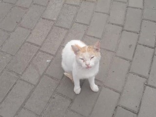 Кот - милый кот