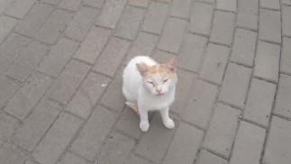 Кот - милый кот