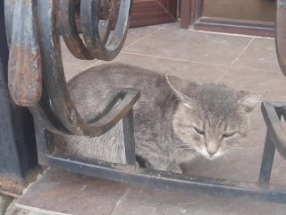 the cat at the store
