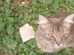 cat at the entrance