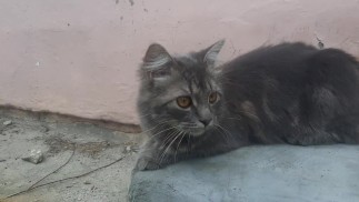 Кот на входе