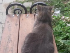 mega cat cat - Screenshot 10 of 16 - Outdoor Cat