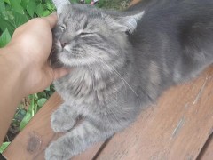 mega cat cat - Screenshot 15 of 16 - Outdoor Cat