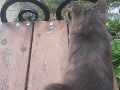mega cat cat - Screenshot 4 of 16 - Lounging Cat