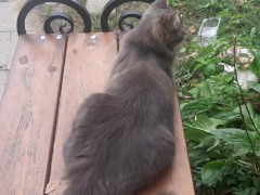 mega cat cat - Screenshot 8 of 16 - Cute At