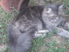 beautiful cats