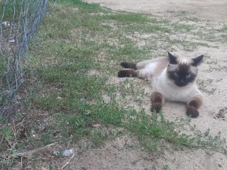 Красивые кошки