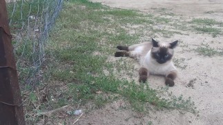 Красивые кошки