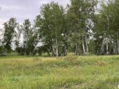 Прогулка по лесу в поисках грибов обернулась траханием на полянке и отсасыванием члена 1/16