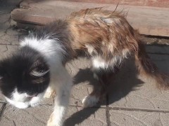 This cat is 30 years old. The breed is Persian. She's my cat