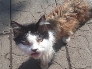 This Cat is 30 Years Old. the Breed is Persian. she's my Cat