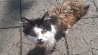 Este gato tem 30 anos. A raça é persa. Ela é minha gata