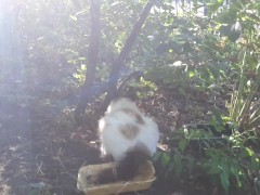 2 cats