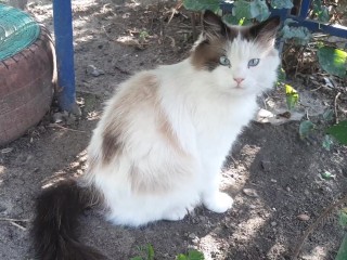 2 кошки
