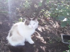 cats 2!