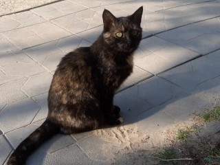 Кошки 2!