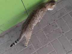 Cute cat at the store