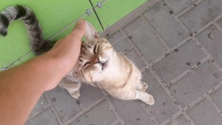 Cute cat at the store