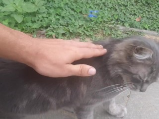 Милый кот у входа