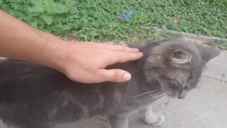 Милый кот у входа