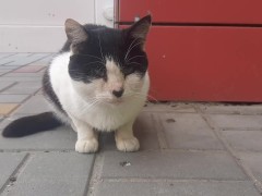 Cute cat at the store. Very good