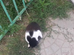 Cute cat at the shawarma shop.