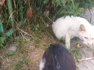 Cute Cat at the Shawarma Shop.