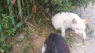 Милый кот в магазине шаурмы.