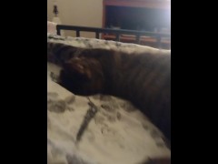 Cute Kitten Waking Up