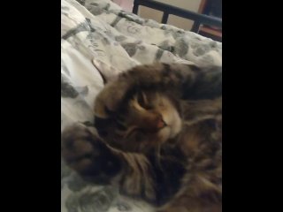 kitty, amateur, wake up, furry
