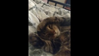Cute Kitten despertando