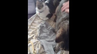 Three Cute Kittens Get Jealous Over Me