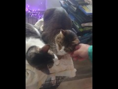 Two Cute Kittens Getting Jealous
