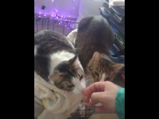 Two Cute Kittens getting Jealous