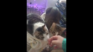 Twee Cute kittens worden jaloers